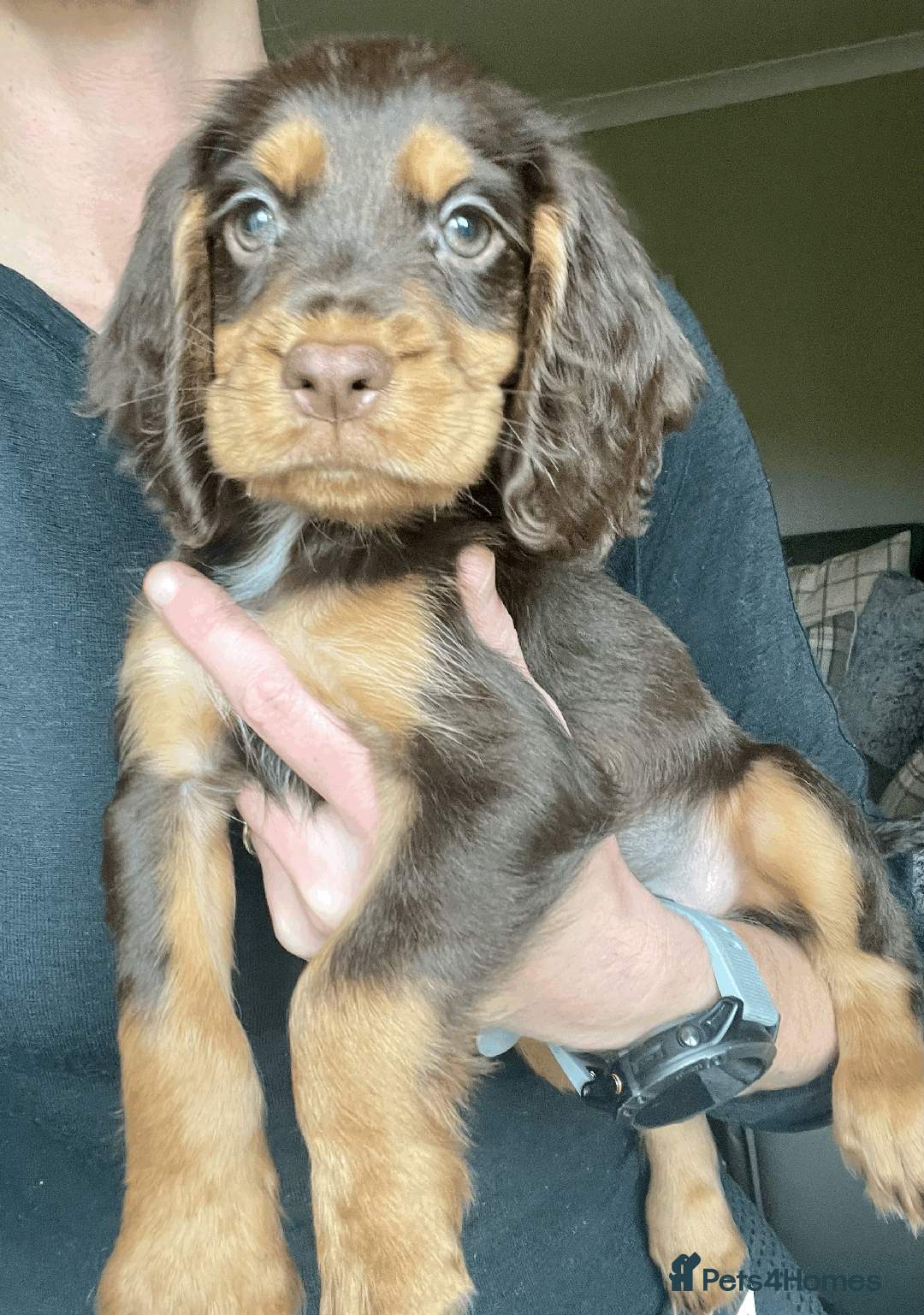 Cocker Spaniel dogs for sale: Cocker Spaniel Pups Outstanding Pedigree Lines! - Advert 25