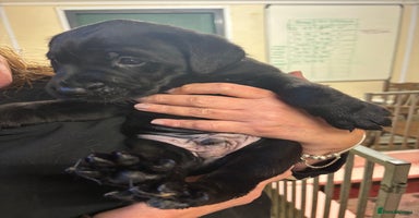 Labrador Retriever dogs - Advert 14