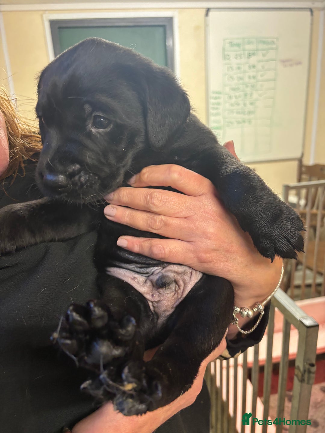 Labrador Retriever dogs for sale: Labrador puppies - Image 3