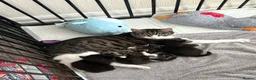 Mixed Breed cats for sale: Beautiful mixed breed kittens  - Advert 1