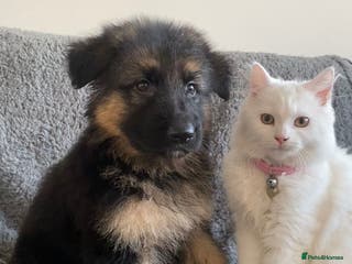 German Shepherd dogs KC Health tested long coat German Shepherd - Advert 2