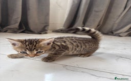 Bengal cats for sale: Bengal Kittens Ready2Go (Mother is TICA certified) in London - Image 7