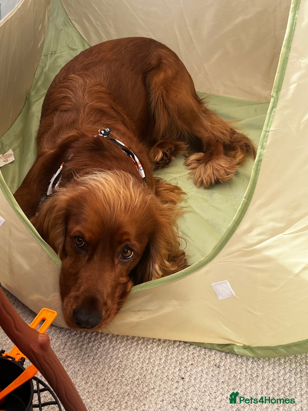 Cocker Spaniel dogs for sale: Beautiful show cocker - Advert 17