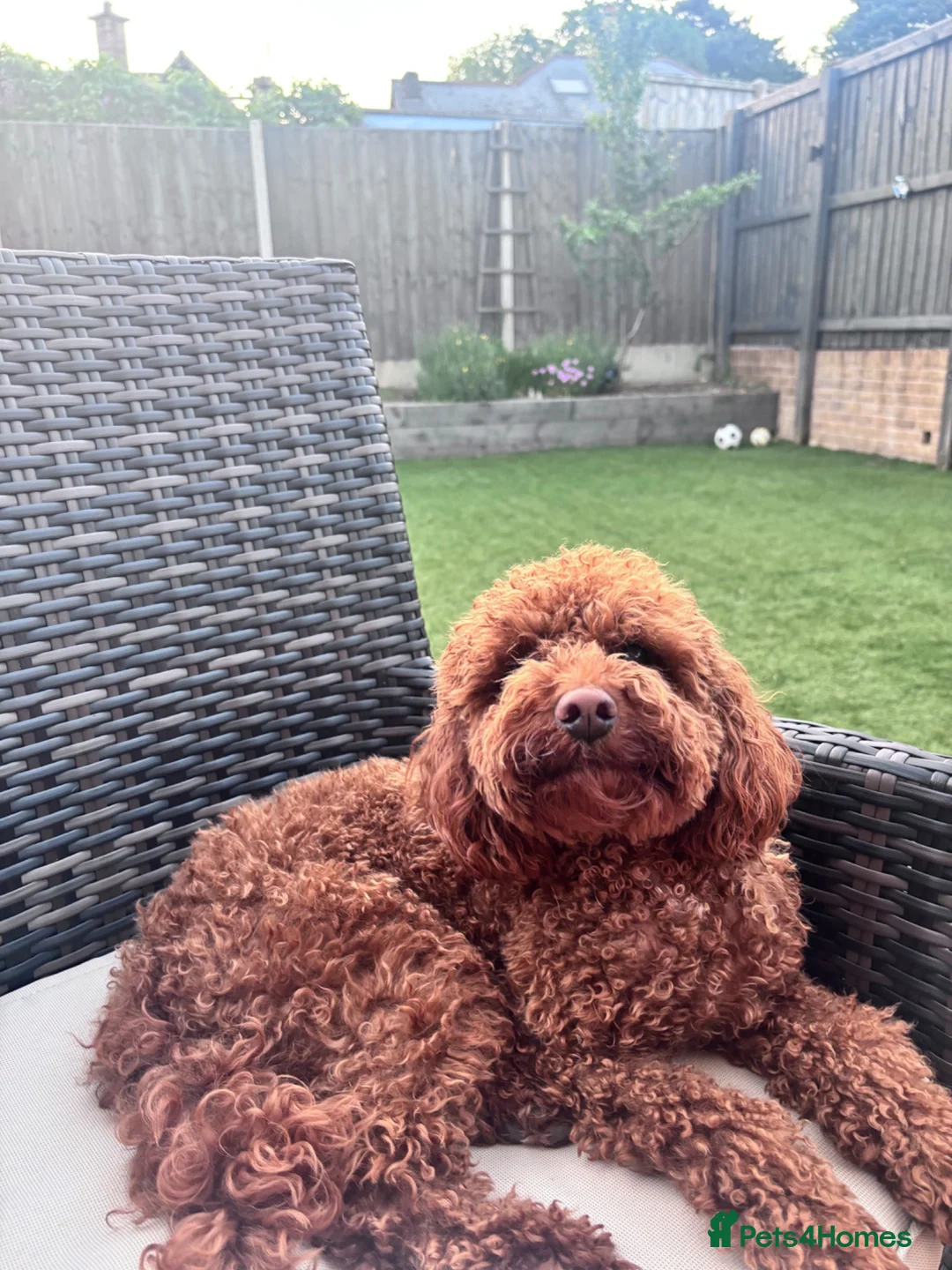 Miniature Poodle dogs for stud: **For Stud** - Advert 2