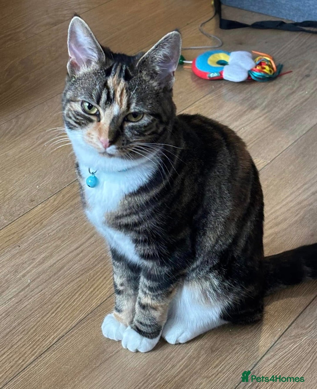 Domestic Shorthair cats for sale: Beautiful Bonnie - Advert 3