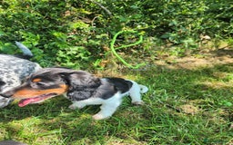 Dachshund dogs for sale: 2 White/Black/Tan long-haired dachshund puppies - Image 9