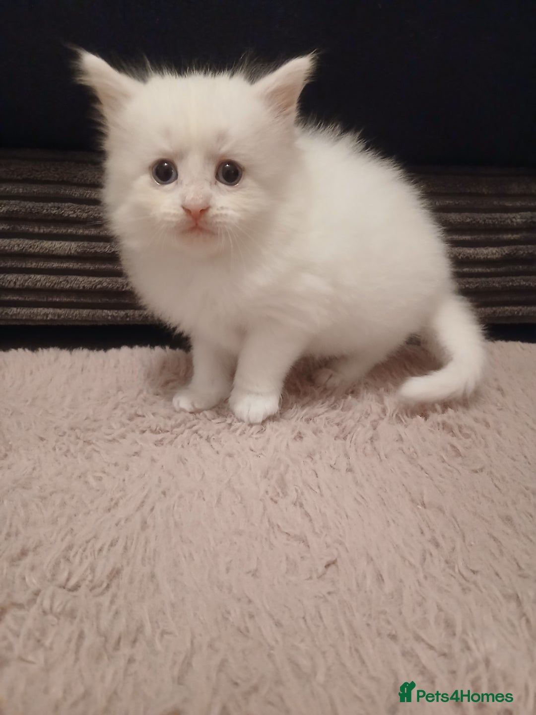 Maine Coon cats for sale: Mainecoon kittens  - Image 22