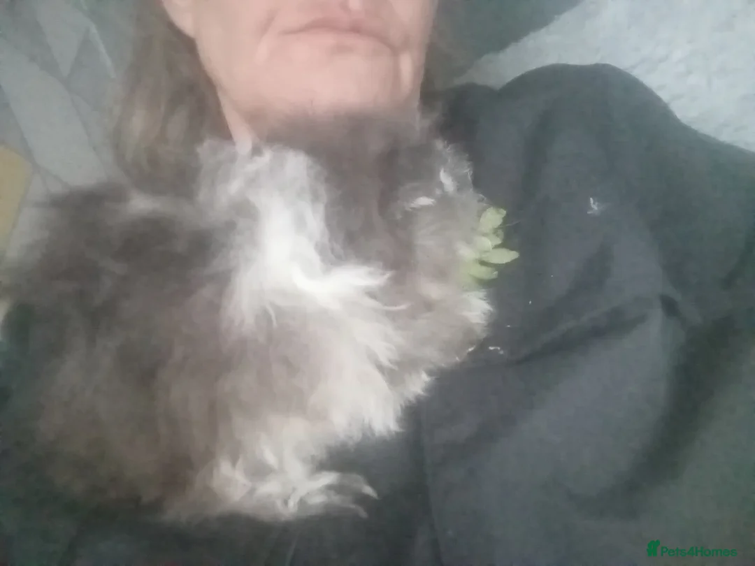 Guinea Pig rodents for sale: 2 bonded boys looking 4 there forever home    - Advert 2