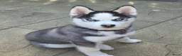 Pomsky dogs for sale: 16 weeks -F2 Pomsky puppy - Advert 2