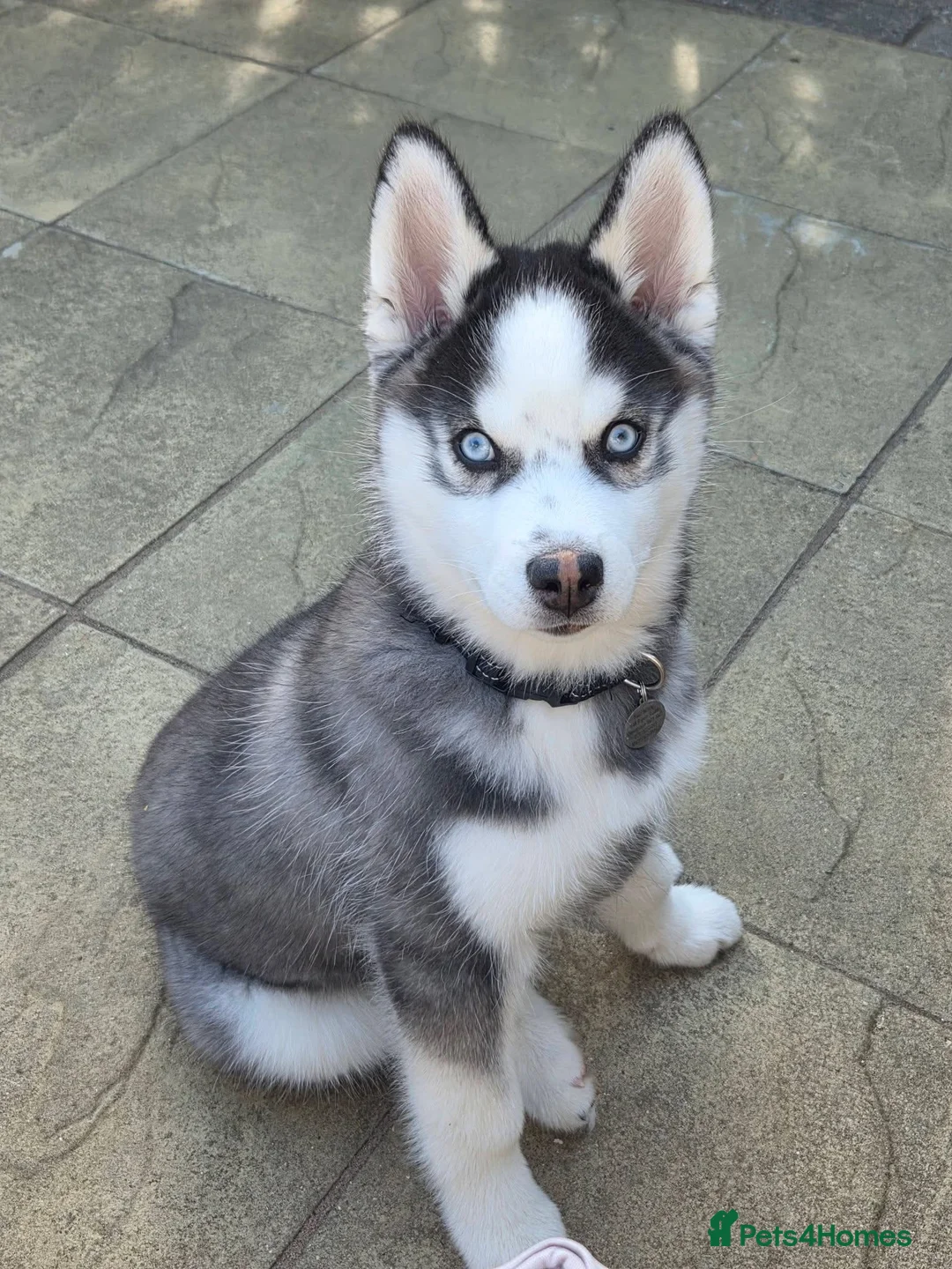 Pomsky dogs for sale: 16 weeks -F2 Pomsky puppy - Advert 2