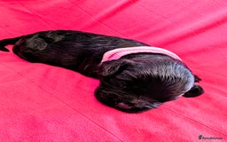 Cavapoo dogs for sale: Beautiful Phantom Merle and Phantom Cavapoos - Image 24