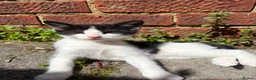 Russian Blue cats for sale: Beautiful Russian blue mix kittens - ready to go ! - Advert 13
