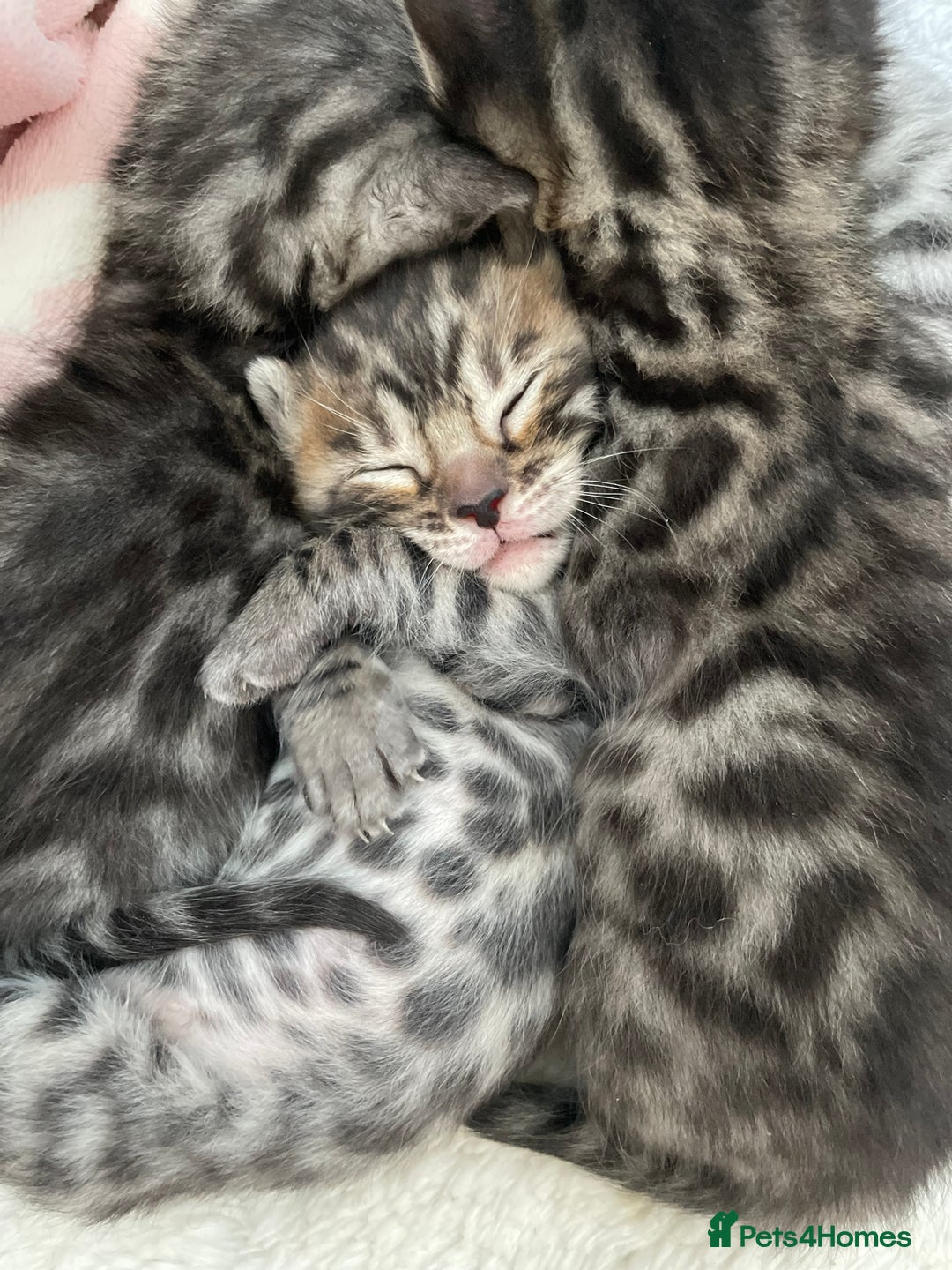 Bengal cats for sale: Incredibly beautiful Bengals kittens TICA  - Advert 5