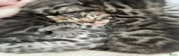 Bengal cats for sale: Incredibly beautiful Bengals kittens TICA  - Advert 5