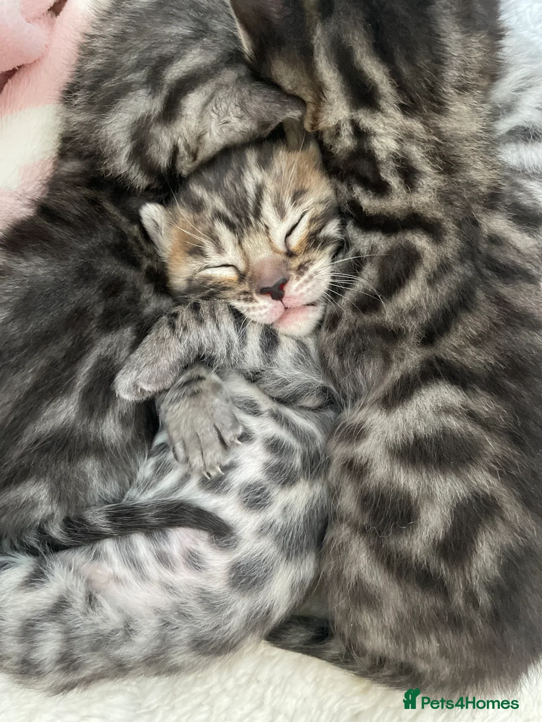 Bengal cats for sale: Incredibly beautiful Bengals kittens TICA  - Advert 5