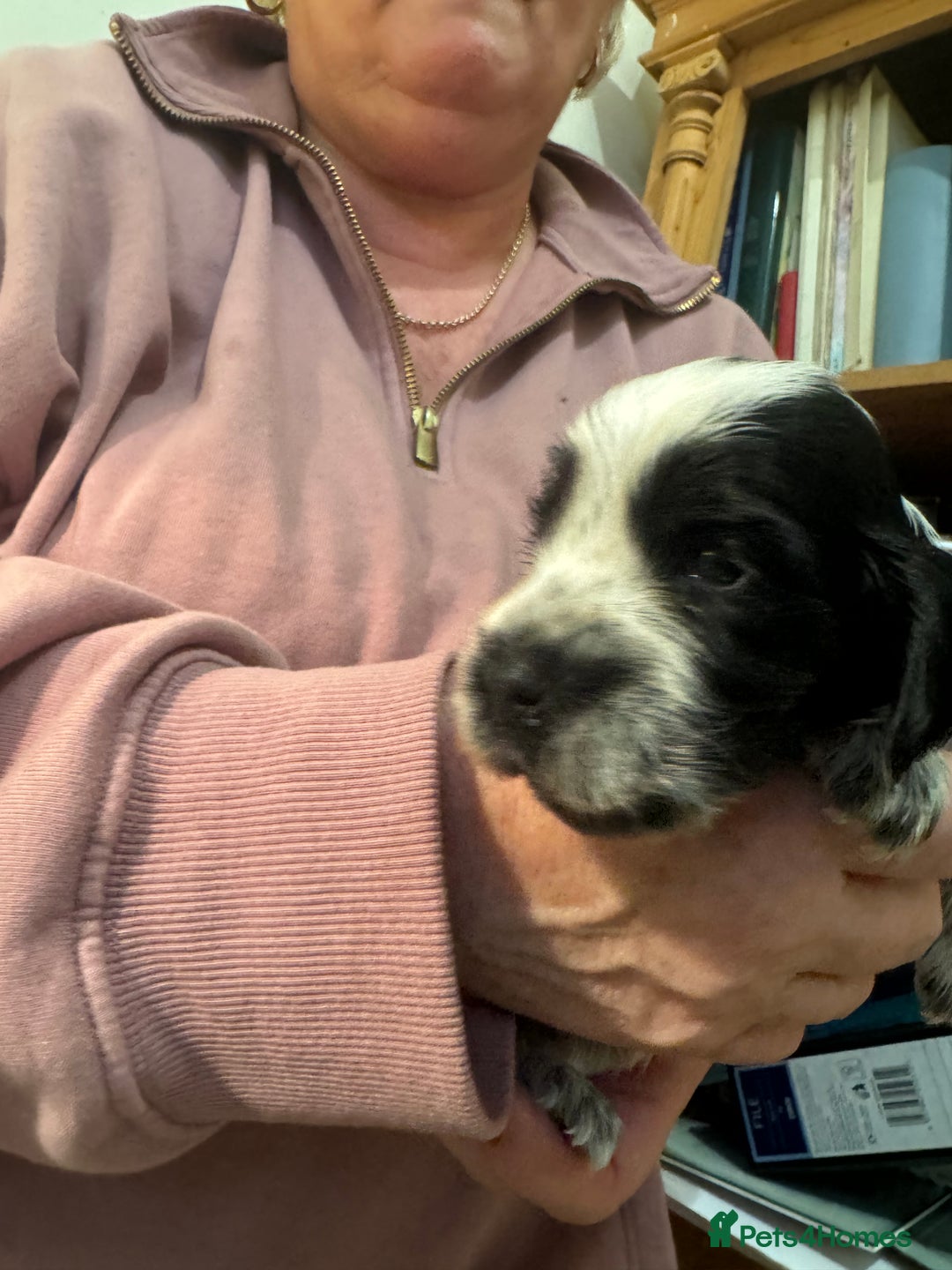 Cocker Spaniel dogs for sale: 7 Blue Roan Cocker Spaniel puppies - Advert 3