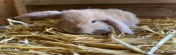 Mini Lop rabbits for sale: Gorgeous pure Mini lops and mini lion lops  - Advert 26