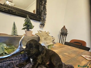 Cockapoo dogs Please read the full advert first - Advert 12