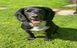Cocker Spaniel dogs for stud: Cocker spaniel for stud  in Melton Mowbray - Image 1
