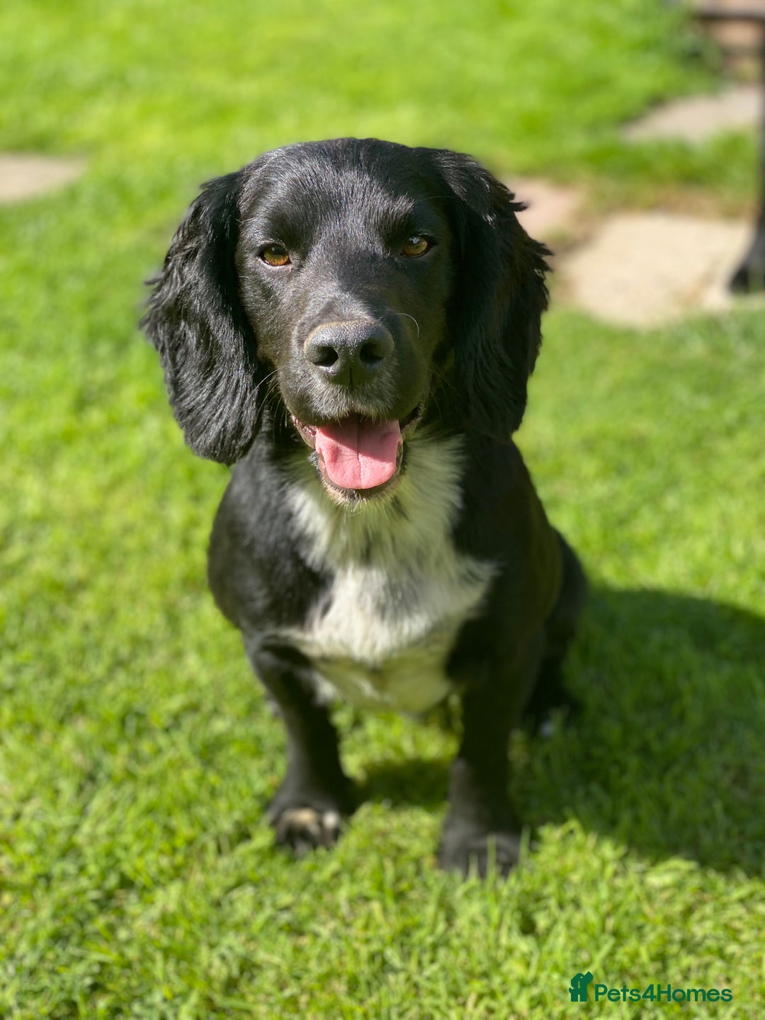 Cocker Spaniel dogs for stud: Cocker spaniel for stud  in Melton Mowbray - Image 1