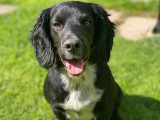 Cocker Spaniel dogs in Melton Mowbray - Advert 23