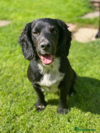 Cocker Spaniel dogs in Melton Mowbray - Advert 1