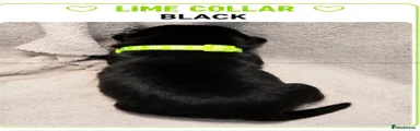 Lime Green Collar Boy
