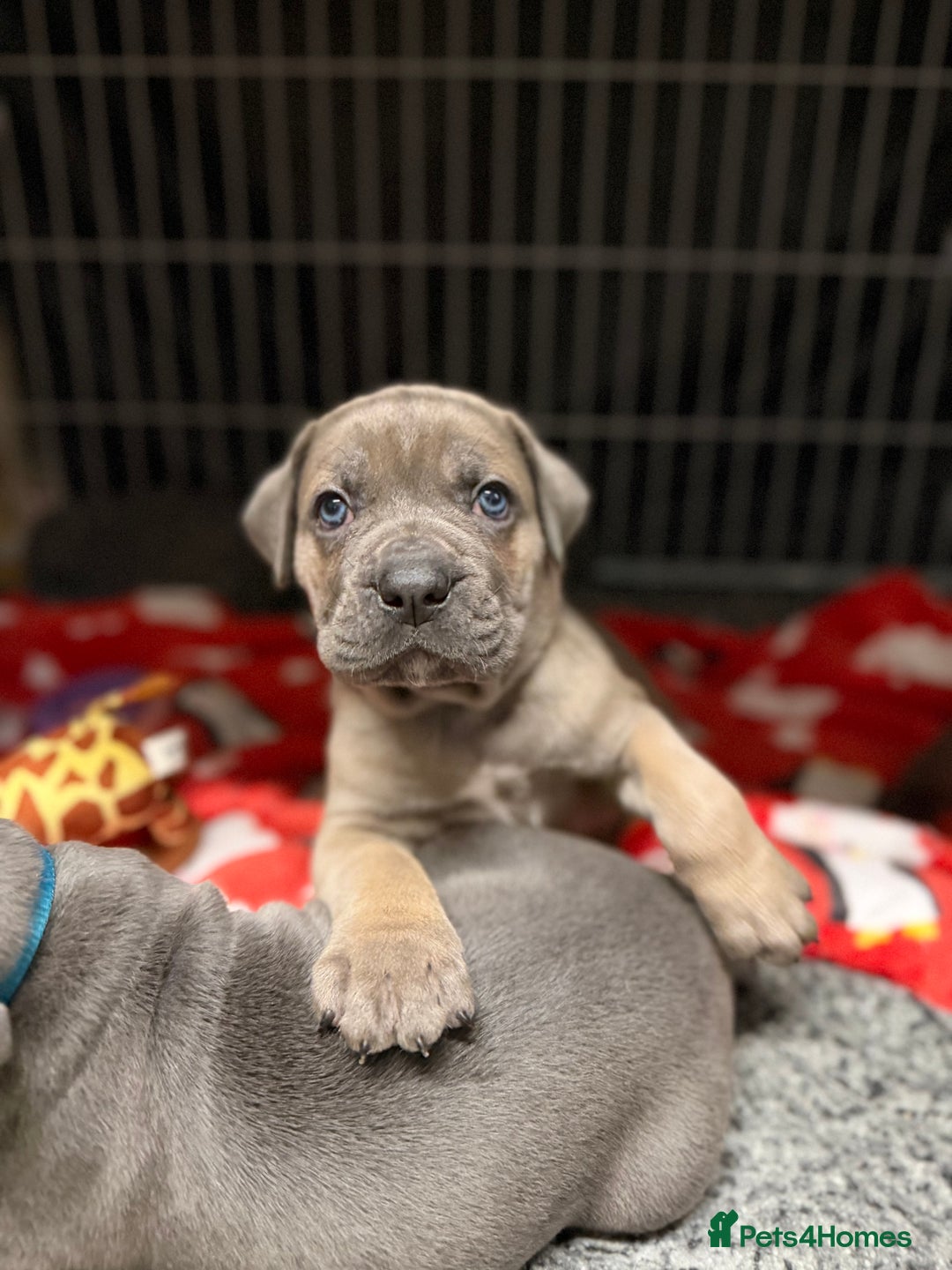 Cane Corso dogs for sale: ICCF Registered Cane Corsos  - Advert 22