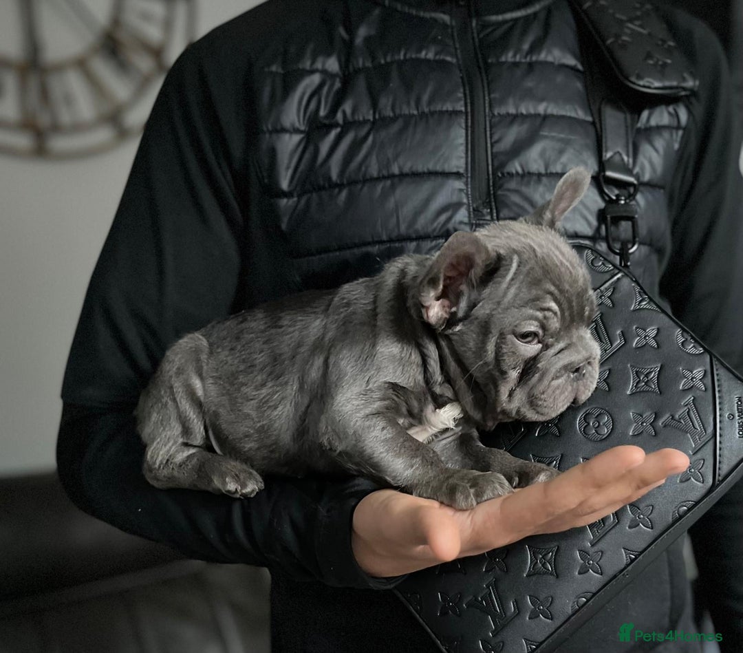 French Bulldog dogs for sale: ** French bulldogs  - Image 4