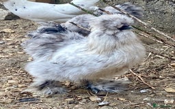 Chickens poultry for sale: Trio lavender splash American Silkie Bantams - Image 1