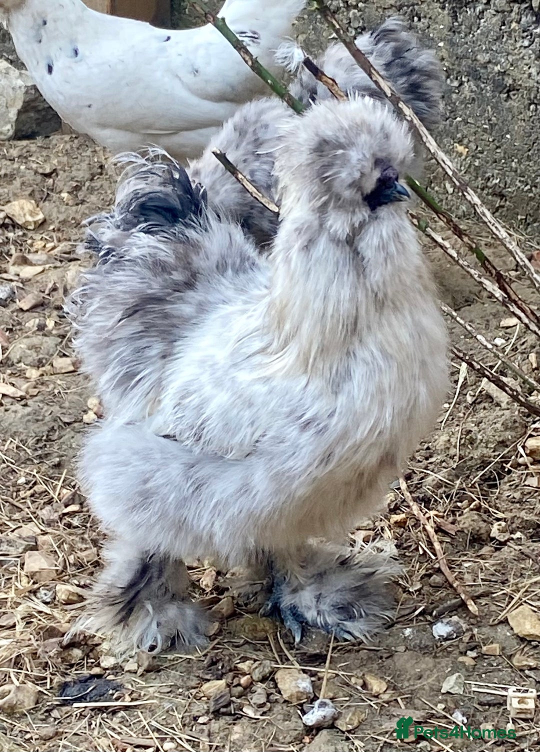 Chickens poultry for sale: Trio lavender splash American Silkie Bantams - Image 1