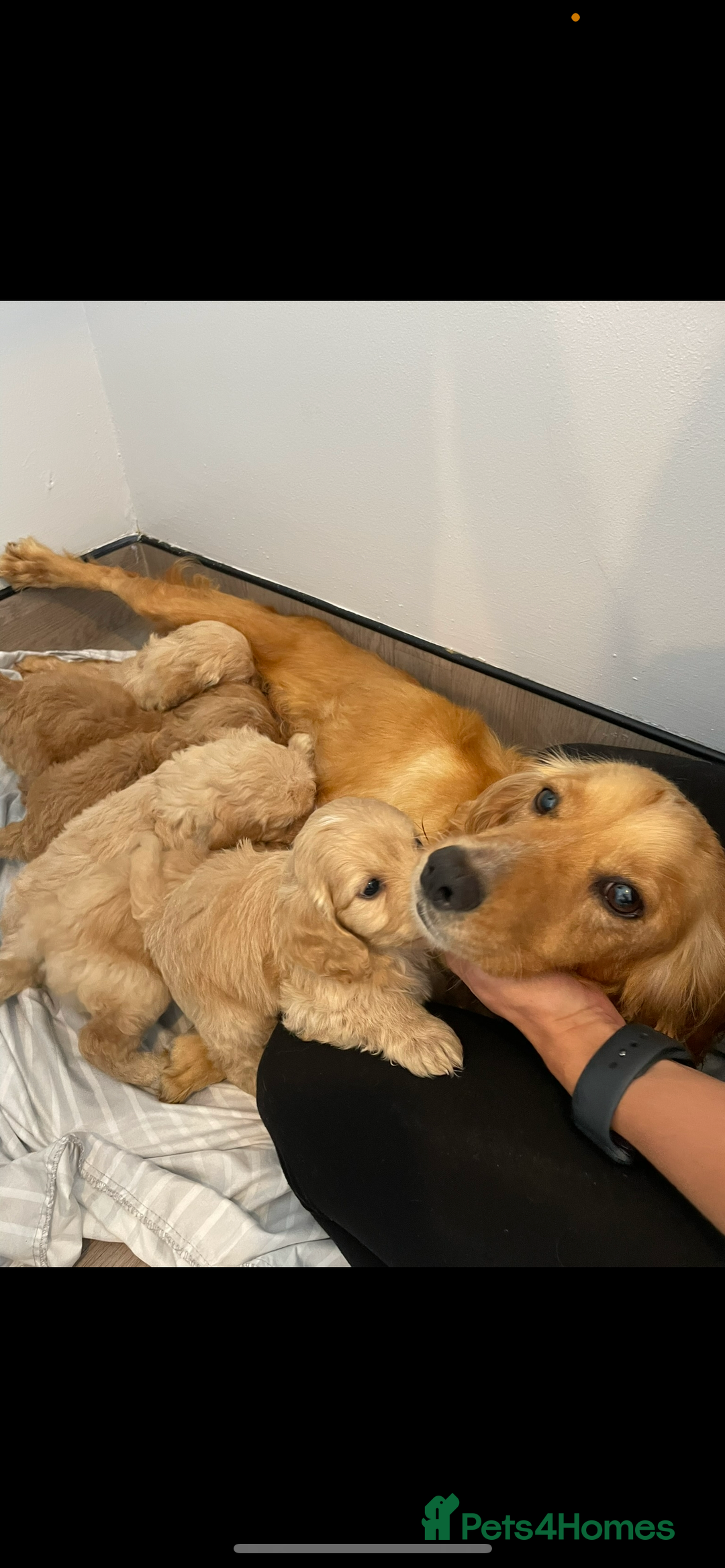 Cockapoo dogs for sale: Cockerpoo puppies - Image 8