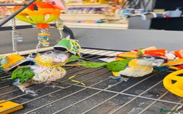 Parrots birds for sale: Parrots  - Image 24