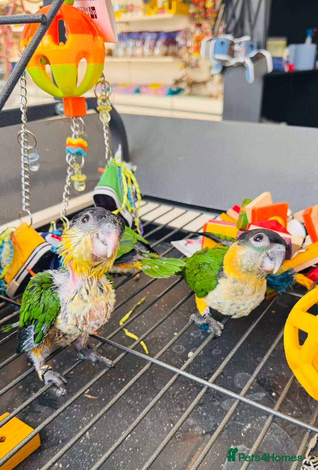 Parrots birds for sale: Parrots  - Image 24