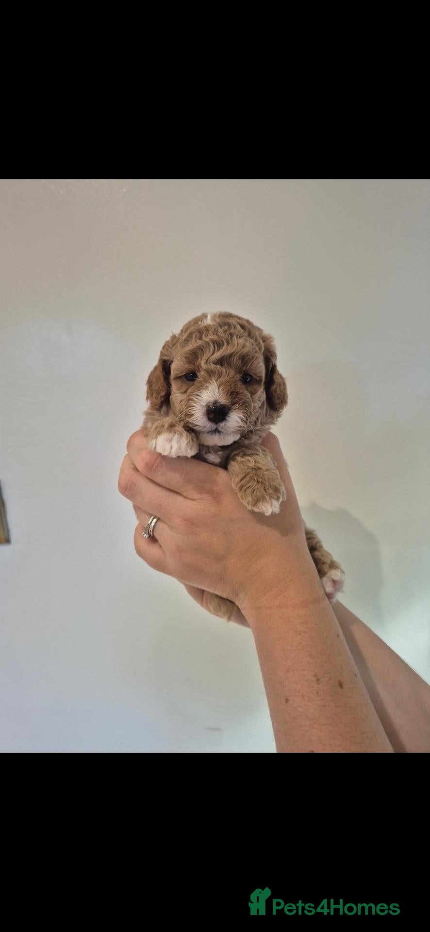 Cockapoo dogs  F1B red and apricot curly and wavy cockapoos - Advert 1