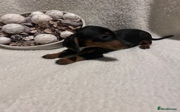 Miniature Dachshund dogs for sale: Miniature dachshunds - Advert 4