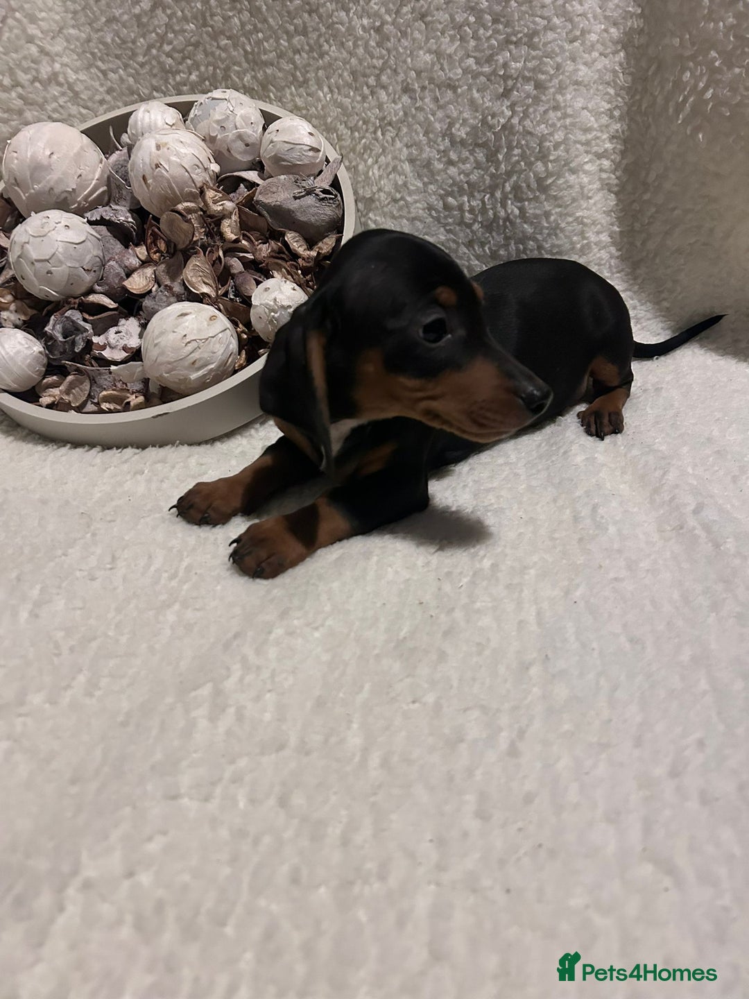 Miniature Dachshund dogs for sale: Miniature dachshunds - Advert 4