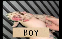 French Bulldog dogs for sale: Frenchie litter - Image 4