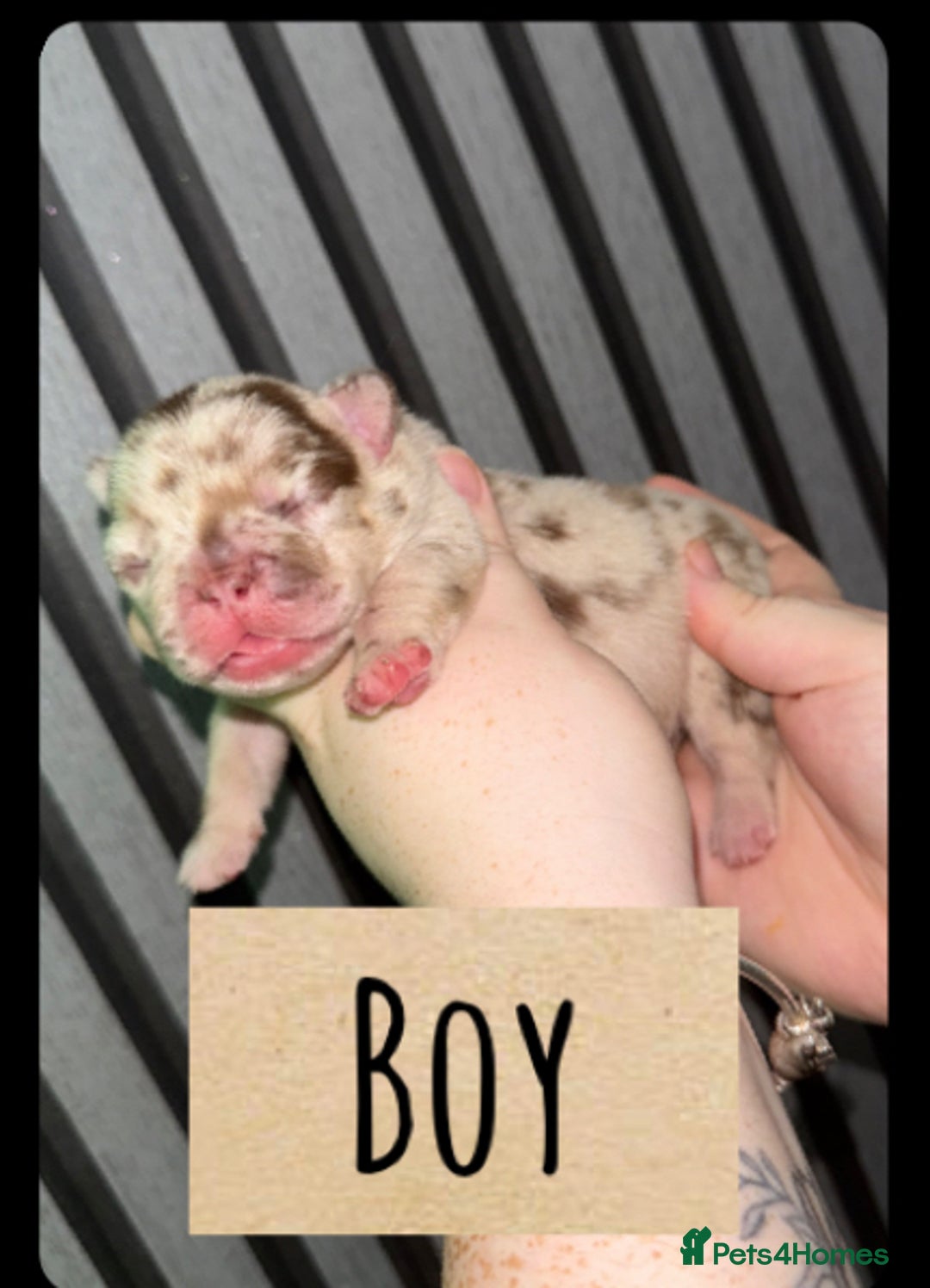French Bulldog dogs for sale: Frenchie litter - Image 4