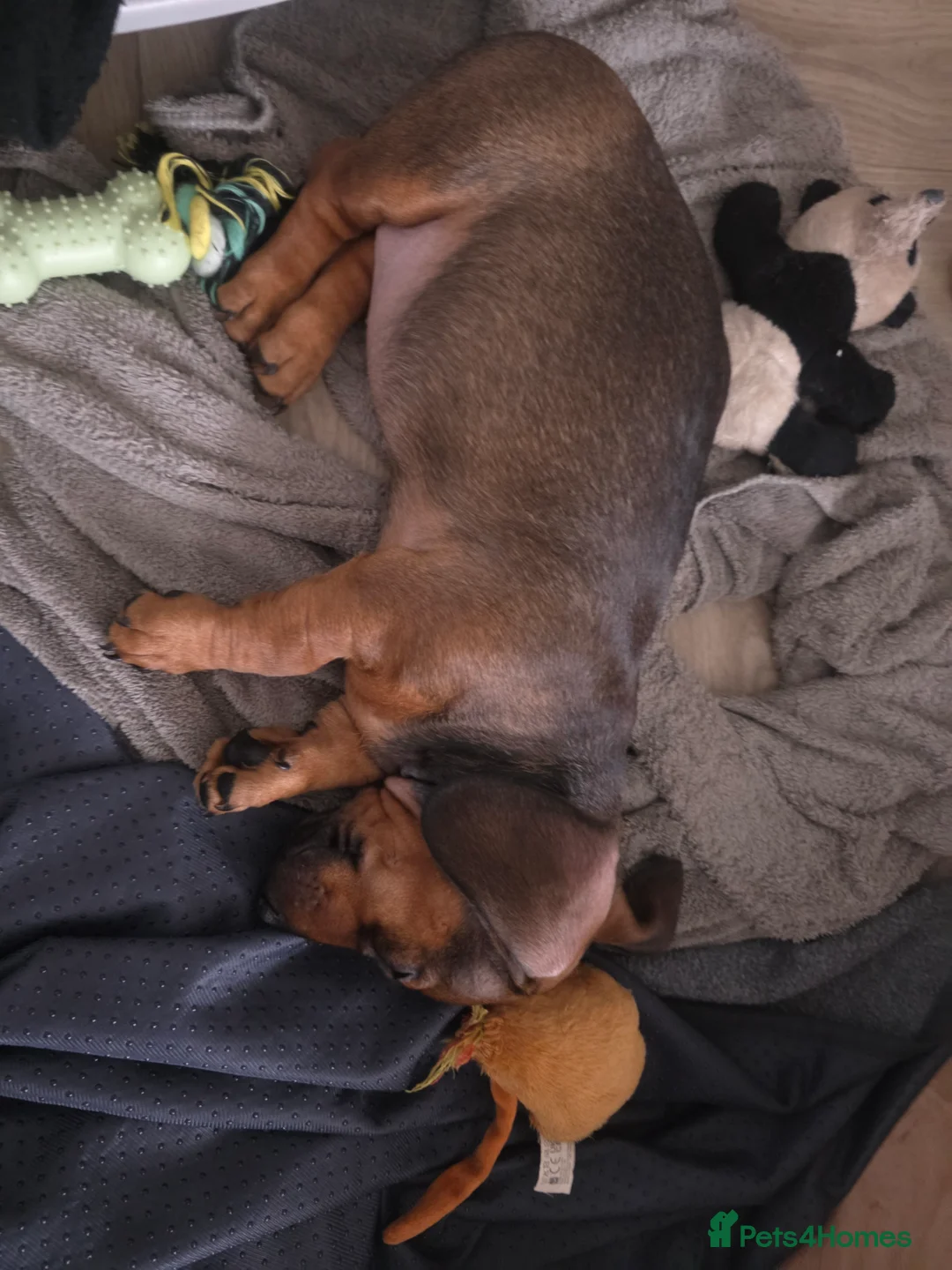Dachshund dogs for sale: 7 dachshund pups for sale - Advert 39