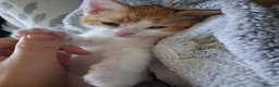 Domestic Shorthair cats for sale: 2 MALE AND 1 FEMALE 9 WEEK OLD KITTENS - Advert 23