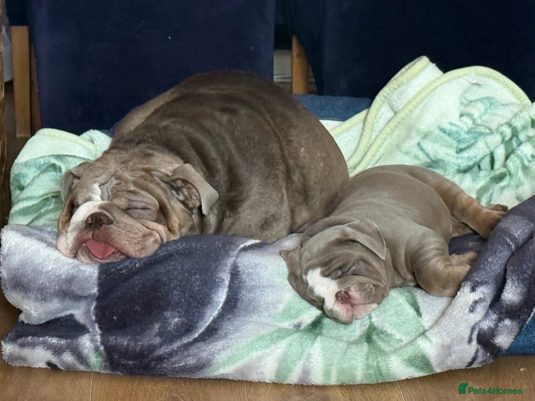 English Bulldog dogs for sale: KC registered Puppies  in Manchester - Advert 7