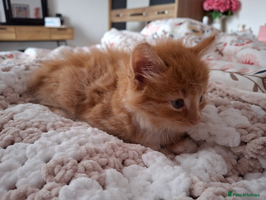 Maine Coon cats for sale: Absolutely Beautiful Half Maine Coon Male Kitten - Image 3