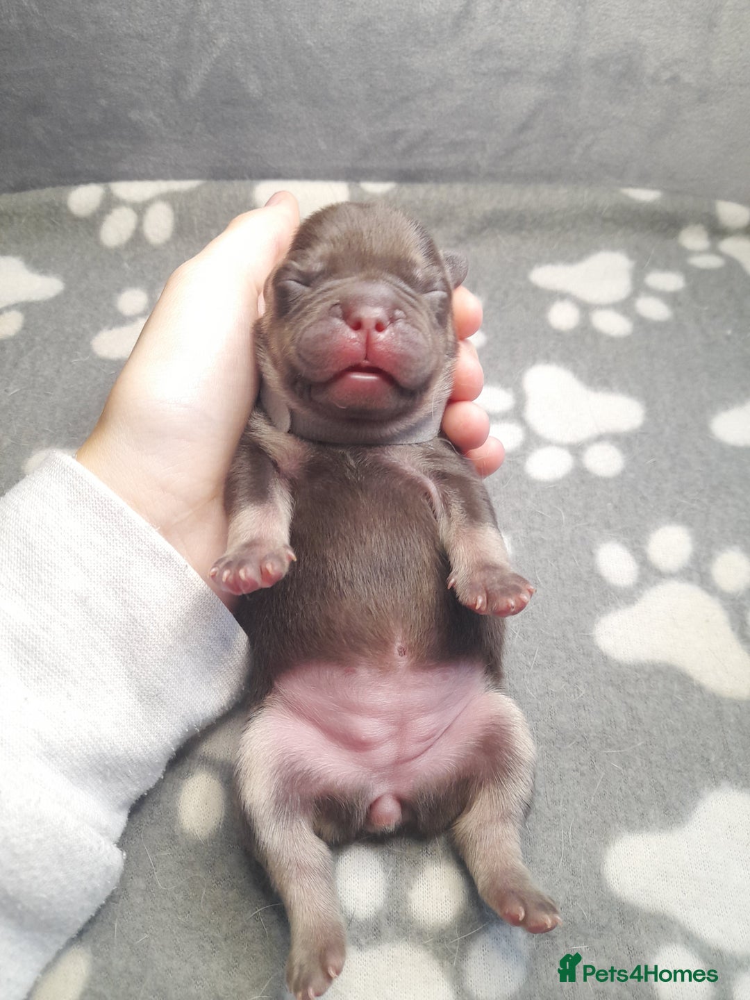 French Bulldog dogs for sale: Pedagree & KC papered merl carrying French bulldog - Image 3
