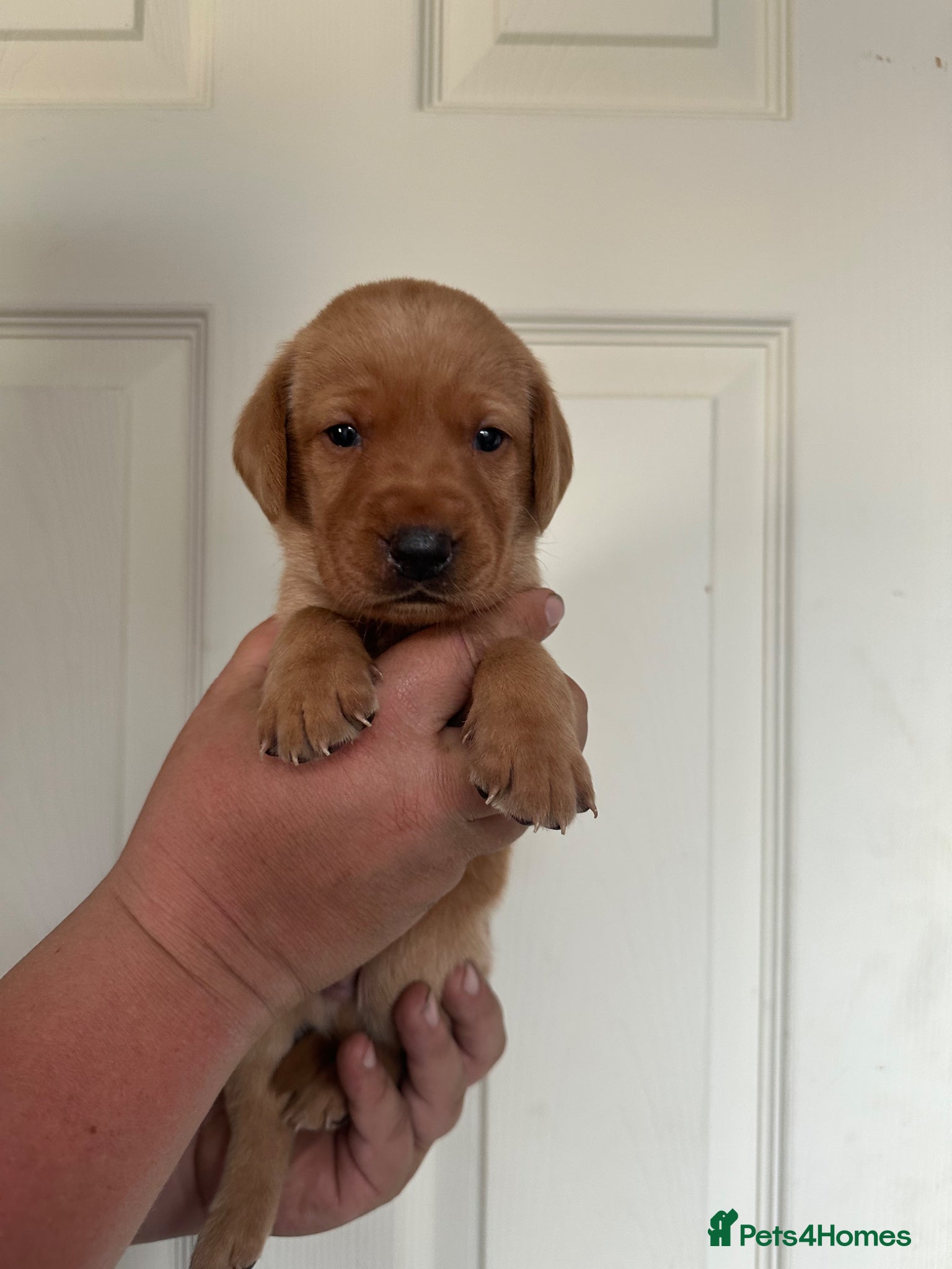 Labrador Retriever dogs 7 gorgeous kc reg Labradors  - Advert 1