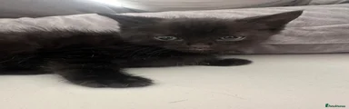 Mixed Breed Kitten 2