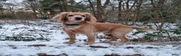 Cocker Spaniel dogs for stud: Proven Dexter for stud in Doncaster - Advert 7