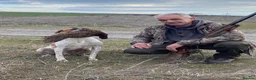 Pointer dogs for sale: Pointer pups | Working & Champion Bloodlines  - Advert 19
