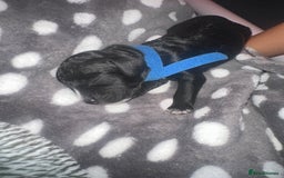 Cockapoo dogs for sale: Beautiful mixed Merle F2B Cockapoos  - Image 13