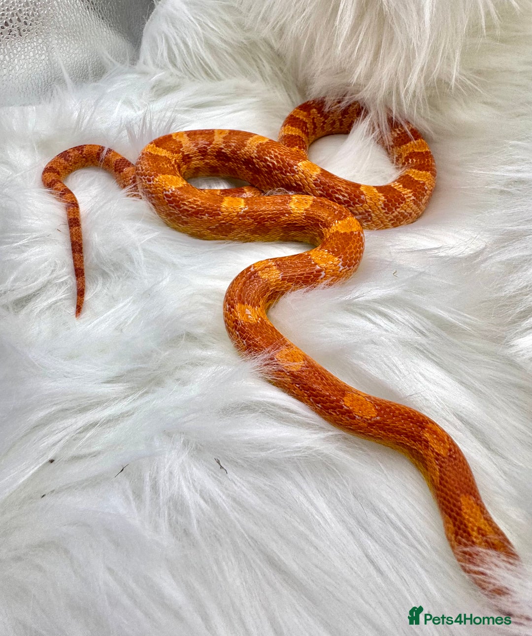 Python Snake reptiles for sale: Royal Ball Python & a Corn Snake - Advert 5